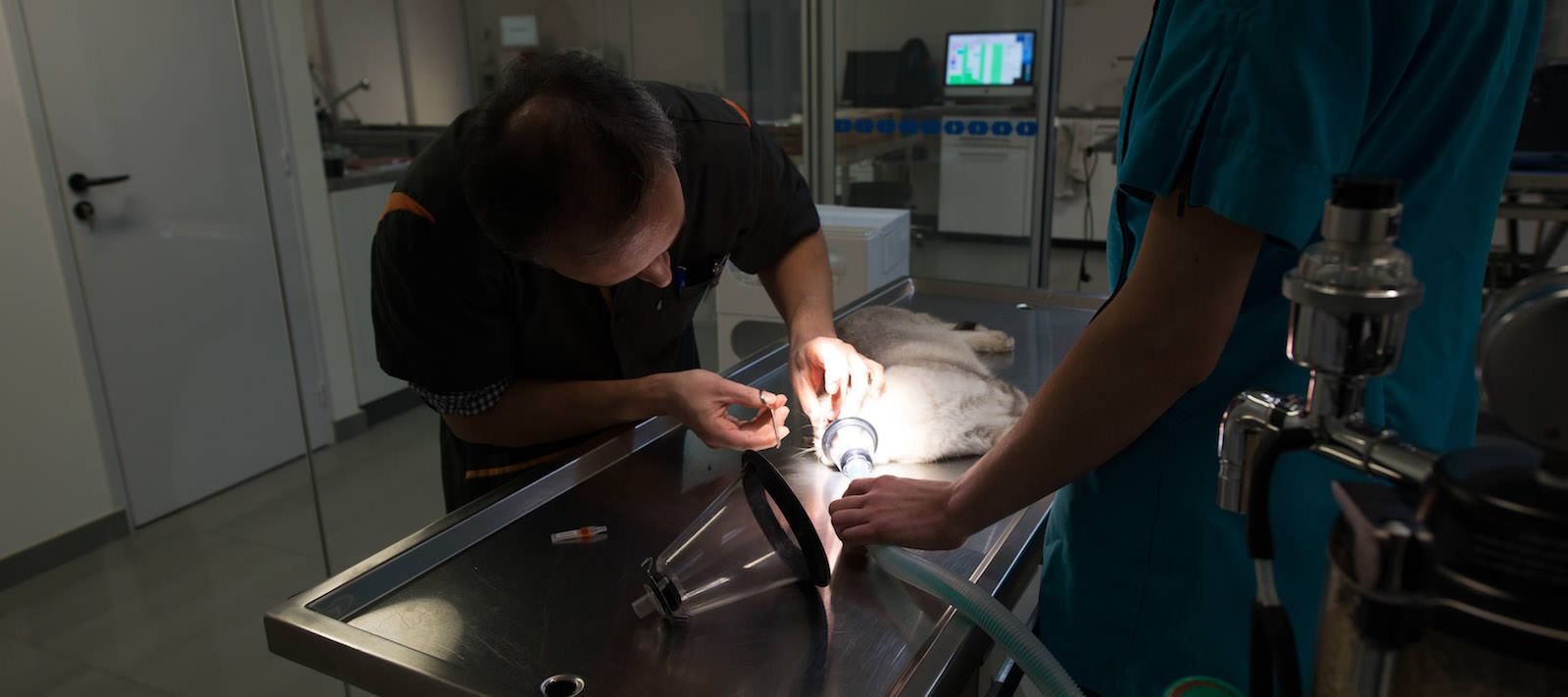 Urgences 24h/24 vétérinaire à Nantes